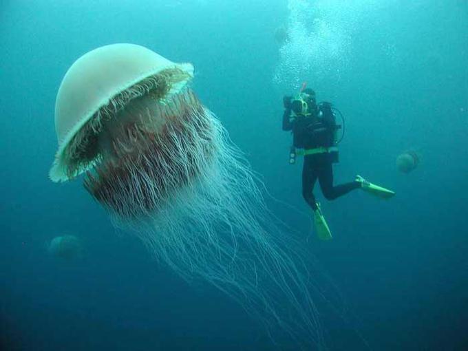 Rumena lasasta meduza | Foto: YouTube