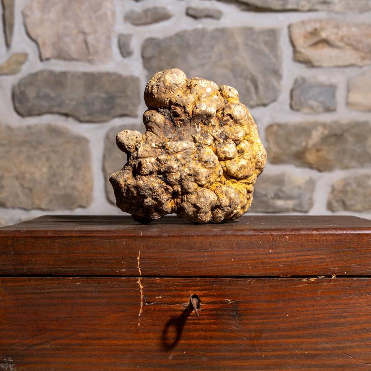 Zigante, sveži beli tartufi | Foto: Zigante tartufi