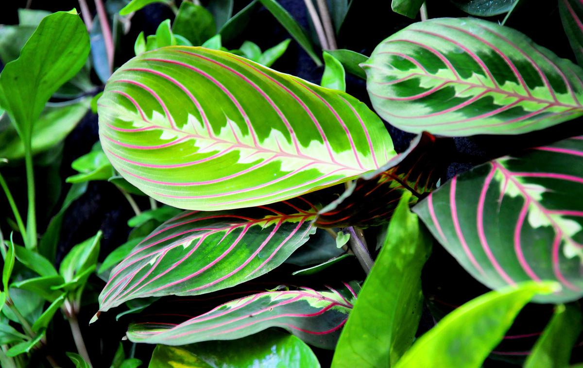 maranta | Foto Pixabay