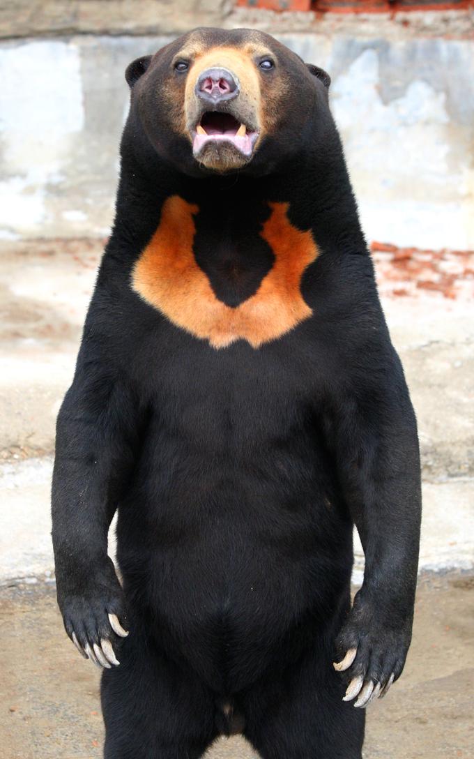Malezijski sončni medved | Foto: Shutterstock