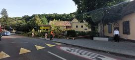 Podrta drevesa na Vodnikovi cesti v Ljubljani