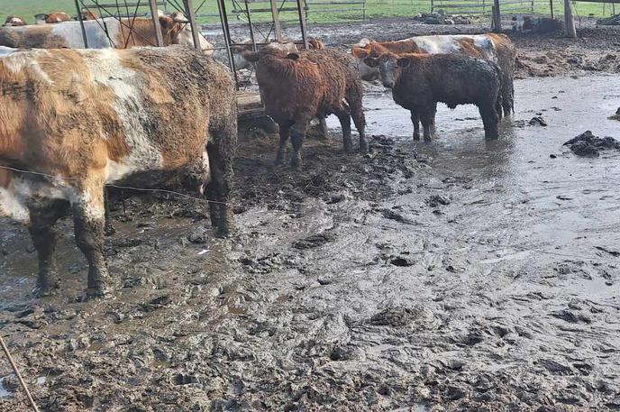 Odvzete živali | Inšpektorica je lastniku kmetije Možgan odvzela vseh 24 glav goveda.  | Foto Business Suite Notification/FB