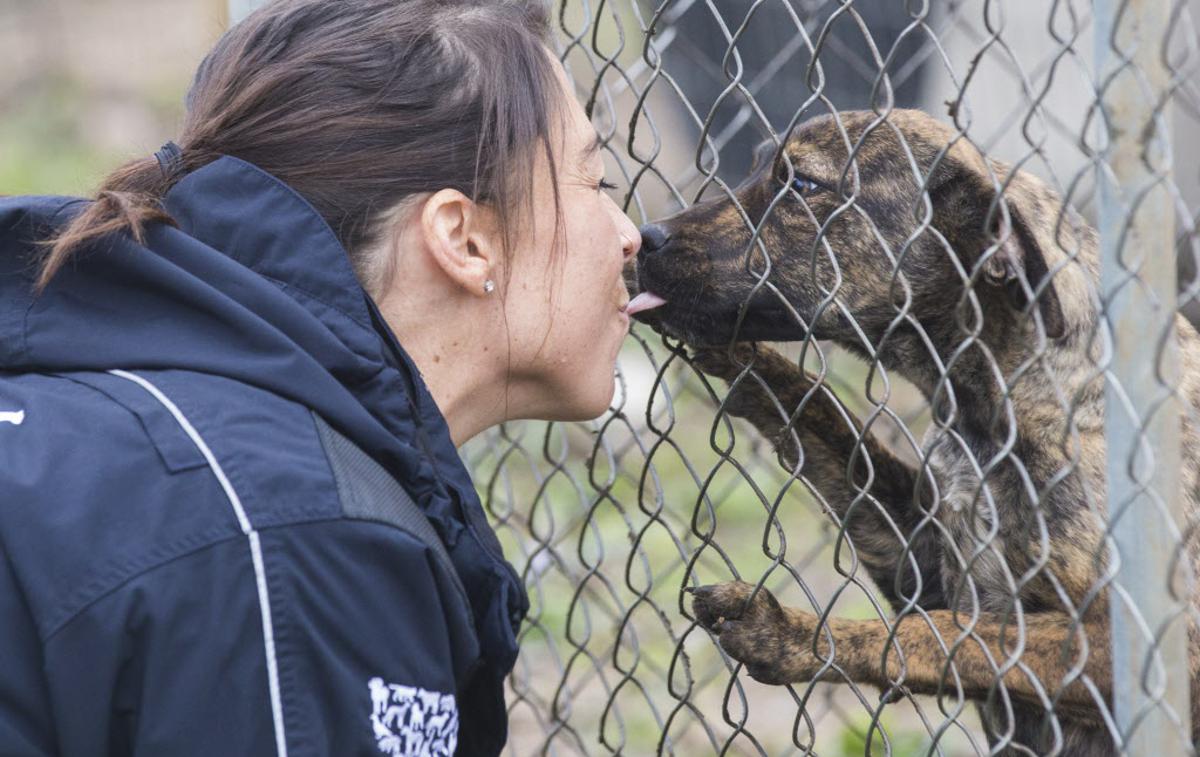 pasji poljubčki | Veterinar svari lastnike psov, naj se nehajo poljubljati z njimi. | Foto Guliverimage