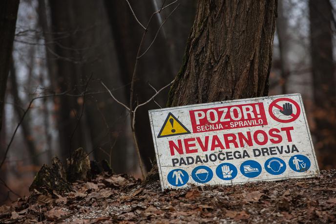 Sekanje drves na Golovcu. sečnja golovec | Na treh lokacijah na Golovcu bodo skupno odstranili približno 240 kubičnih metrov drevja. | Foto Žiga Krančan