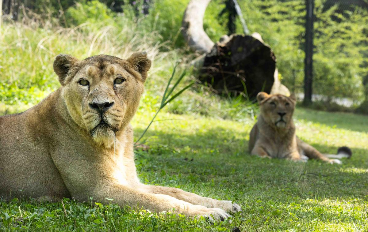 levinja, ZOO Ljubljana | Levinji Živana in Čaja sta se po njihovem opažanju lepo ujeli in spoprijateljili. | Foto Petra Hrovatin/ZOO Ljubljana