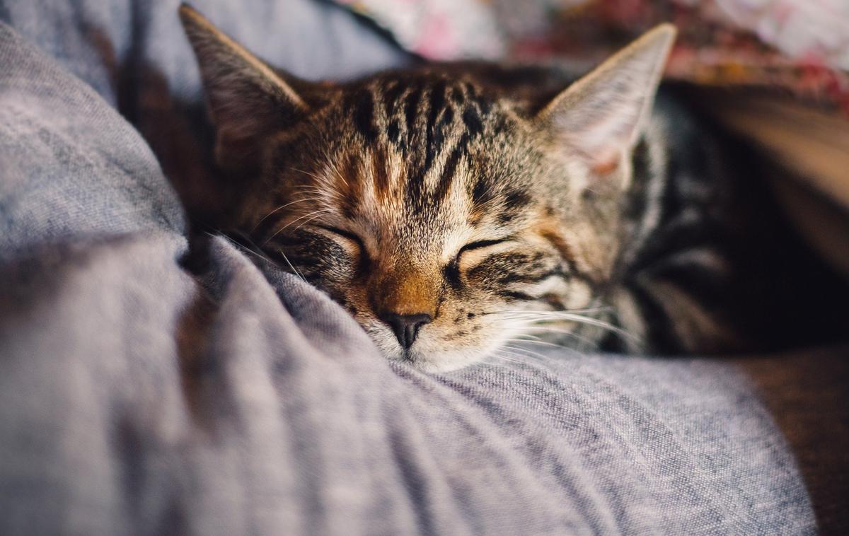 mačka mačke | Desjacques je povedal tudi, da bodo združenja za zaščito živali proti moškemu vložila kazensko ovadbo zaradi okrutnega ravnanja z živalmi in malomarnosti. | Foto Pixabay