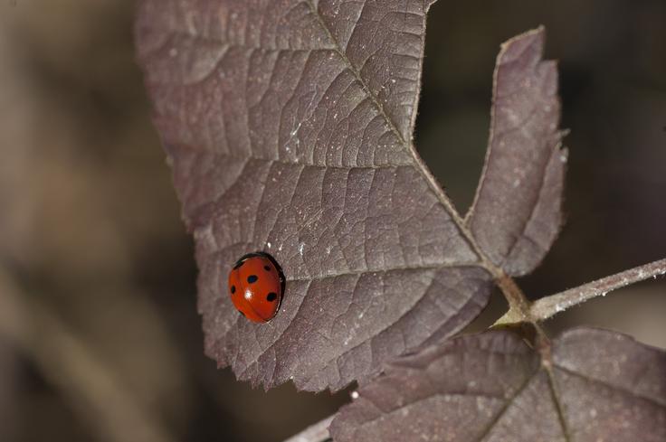 Pikapolonice lahko s svojimi izločki povzročijo škodo, če se v hladnejšem obdobju naselijo v vinskih kleteh. Vino lahko zaradi njih namreč postane neužitno. | Foto: Thinkstock