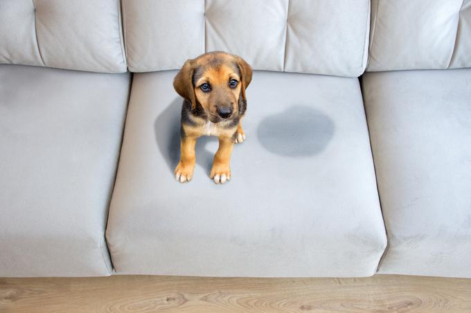 V hiši z malimi živalmi se lahko hitro pojavijo neljuba presenečenja na vaši novi sedežni garnituri. | Foto: Getty Images