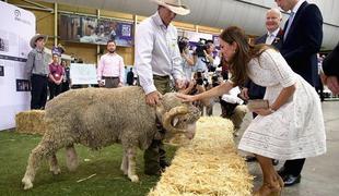 Kate Middleton v belem med kosmate ovne (foto)