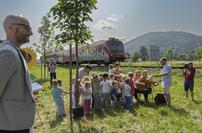 Sončnice ob progah tudi v Bohinju, Celju in Laškem