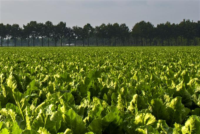 Po podatkih Nacionalne zveze kmetov (NFU) je v Združenem kraljestvu 300 kmetov, ki gojijo sladkorno peso. | Foto: Pexels