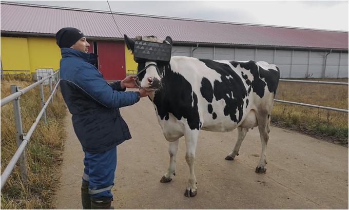 Živinorejci, veterinarji in strokovnjaki navidezne resničnosti so že pred tem s skupnimi močmi ustvarili navidezno okolje, za katero so prepričani, da je kravam všeč. Že prvi rezultati potrjujejo, da so bili pri tem uspešni. | Foto: mosreg.ru