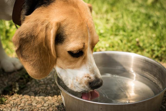 Pregretega psa ne smemo siliti k pitju vode, temveč mu jo zgolj ponudimo, kdaj bo pil, pa se bo odločil sam, svetuje veterinar. | Foto: Pixabay