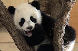 Dunajski živalski vrt se veseli malega pande