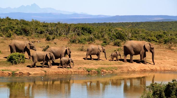 safari Afrika | Foto: 