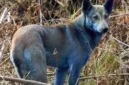 V Černobilu skoraj 40 let po katastrofi opazili modre pse. Kaj je v ozadju?