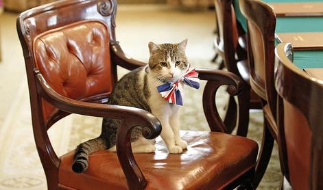 Maček iz kabineta britanskega premierja dobiva redno plačo #video