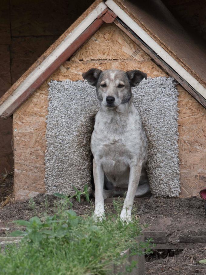 Psi, ki so zunaj, naj imajo na voljo izolirano uto.  | Foto: Guliverimage