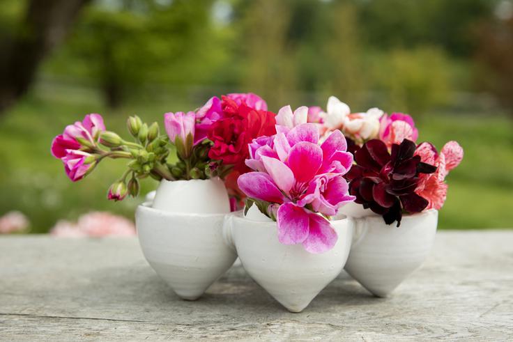 pelargonije_grayling | Foto: Pelargonium for Europe