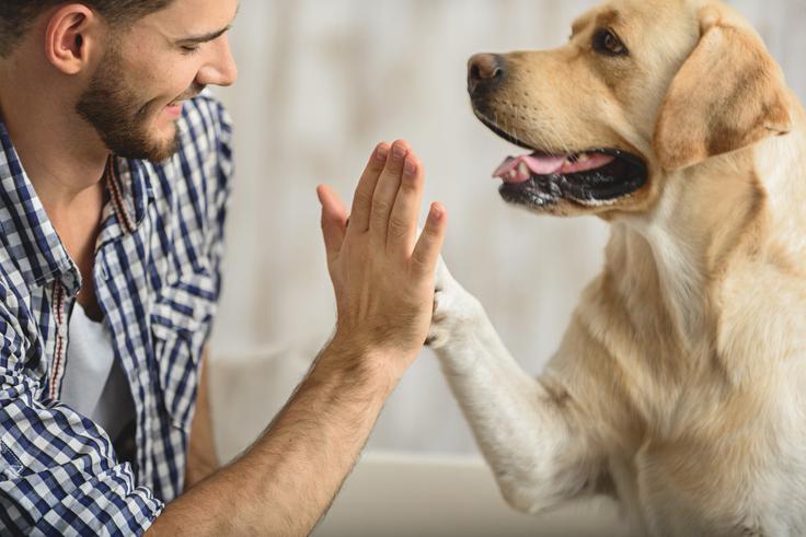 Pes je po naši zakonodaji hišna žival in ne spada pod rejne živali. | Foto: Thinkstock