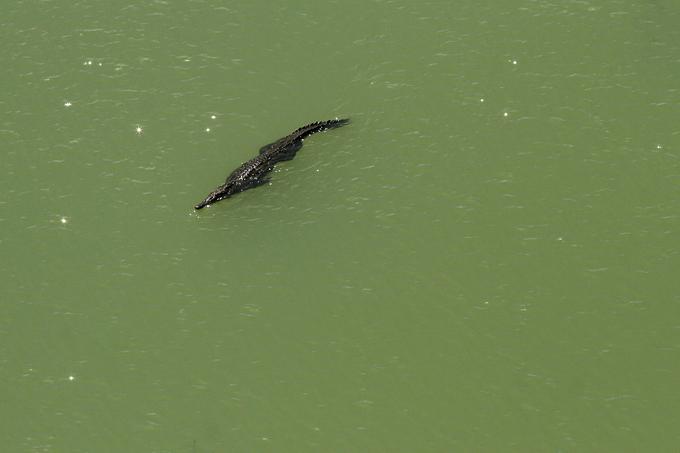 Po prekopu ne plujejo samo ladje, temveč tudi krokodili. | Foto: Reuters