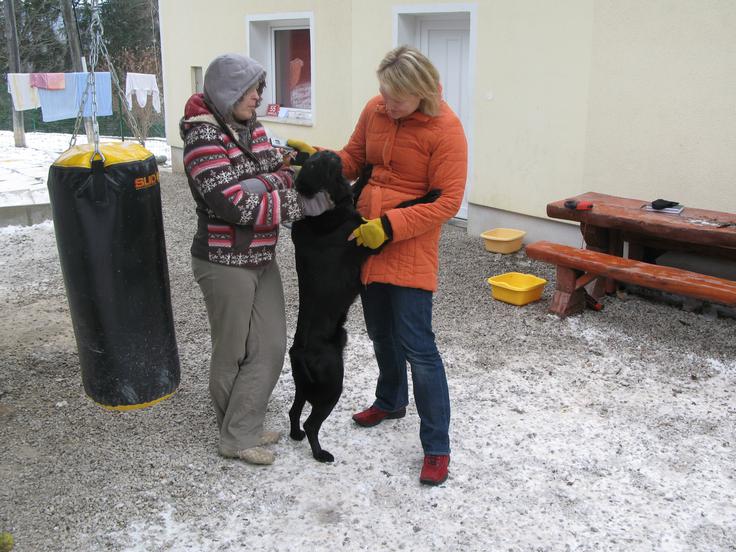 Polona Samec, vodja horjulskega zavetišča, v prazničnih dneh ustavi posvojitve. | Foto: STA ,