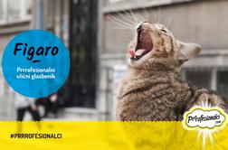 V Sloveniji odkrili čudežno muco!