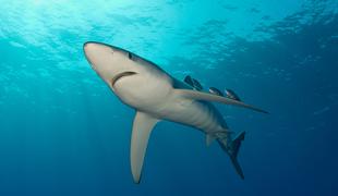 Usodno plavanje za 35-letnika, morskega psa še iščejo