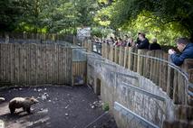 živalski vrt, ZOO, medved