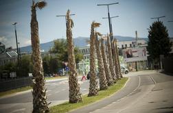 V Kopru začeli odstranjevati posušene palme