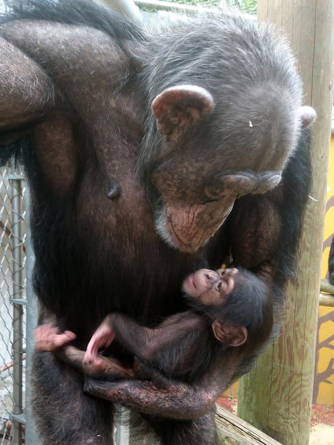 Šimpanzi | Foto: 