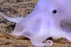 Pri Havajih odkrili hobotnico, podobno duhu (video)