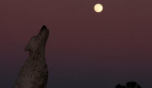 Volčja luna bo svetila tri dni. Tako lahko vpliva tudi na spanec. #foto