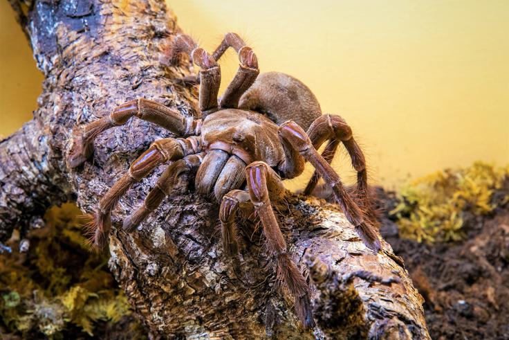 Theraphosa stirmi, predstavnik ene od največjih vrst pajkov | Foto: Arhiv organizatorja