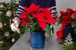 Kako božično zvezdo ohraniti lepo in zdravo?