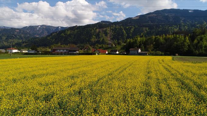 Na kmetiji pri Gamsu je poljedelstvo večinoma namenjeno pridelavi oljnic. Imajo tudi lastno sušilnico, vsa olja pa že od leta 2012 stiskajo sami. | Foto: Hanzi Mikl / osebni arhiv