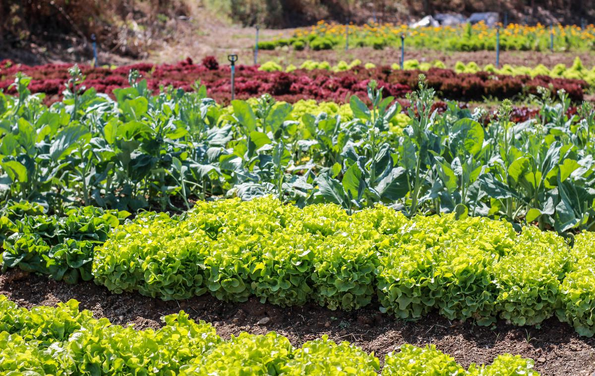 semena, sejanje, vrt, april, pomlad, vrtnarjenje, vrtnina, maj | S prehitrim sajenjem in sejanjem lahko nekaterim rastlinam le škodujete, zato bodite potrpežljivi. | Foto Shutterstock