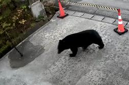 V tej državi v boj proti medvedom pošiljajo vojsko #video