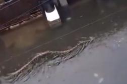 Strah in trepet: po poplavljenih ulicah plavajo pitoni #video