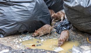 V Sarajevu razglasili epidemijo mišje mrzlice
