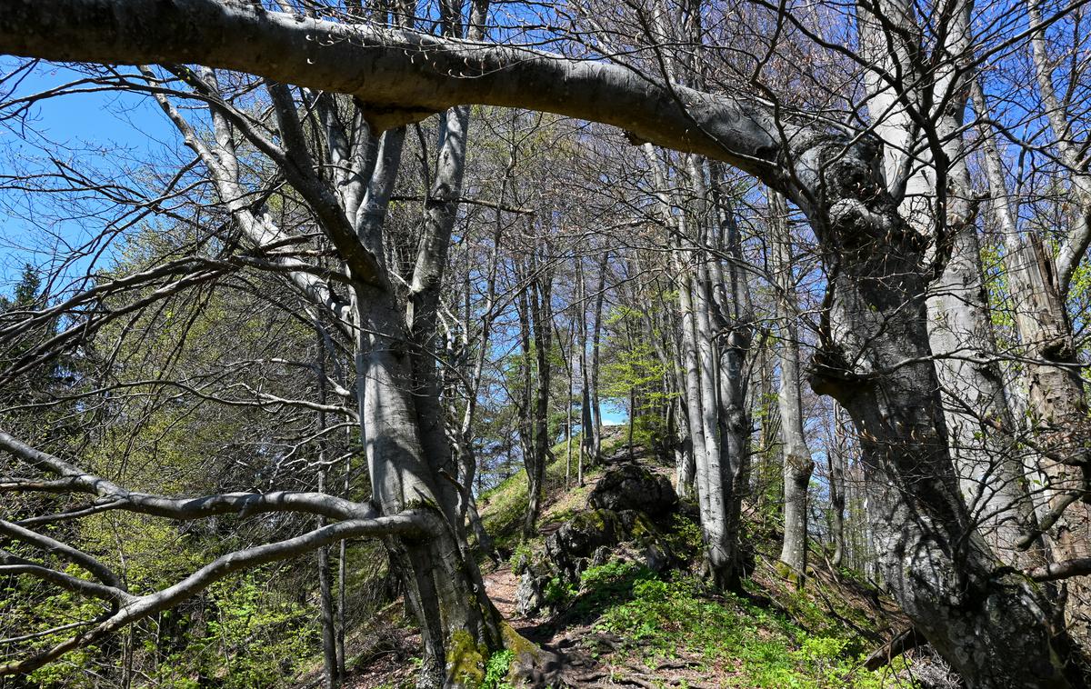 Polhograjski Dolomiti | Tik pod vrhom najvišje točke Polhograjskega hribovja – Tošč (1.021 metrov nadmorske višine) | Foto Matej Podgoršek