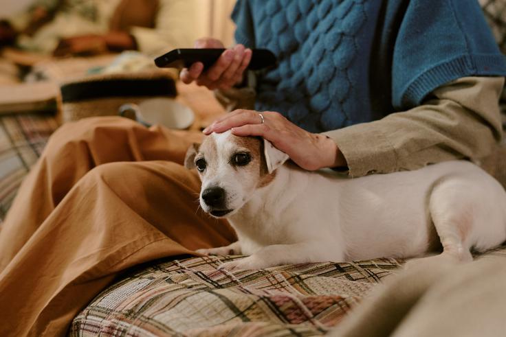 starejši pes, senior | Foto: Shutterstock