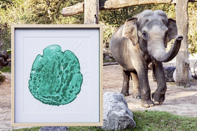 dražba Ganginega odtisa | Foto Arhiv ZOO Ljubljana