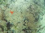 Alga