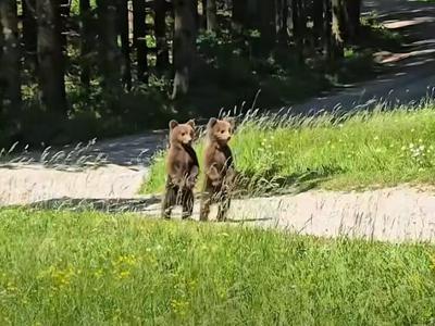 Gozdar naletel na medvedko z mladičema, en prizor 