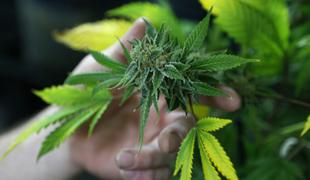 Kanada dokončno legalizirala rekreativno uporabo marihuane