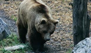 Medvedka z mladičem napadla lovca: ugriznila ga je v nogo in popraskala po telesu