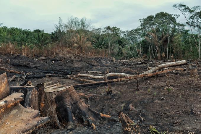 "Indonezija je zaradi požiga gozdov tretja po izpustu CO2 na svetu, takoj za Kitajsko in ZDA. Madagaskar je recimo izgubil že od 80 do 90 odstotkov svojih gozdov in je že skorajda povsem gol," pravi Miha. | Foto: Getty Images