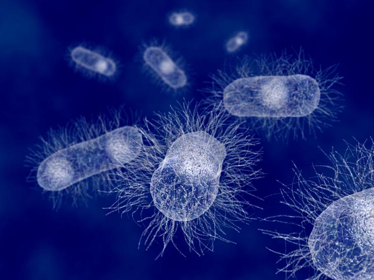 Bakterija E. coli | Foto: Shutterstock