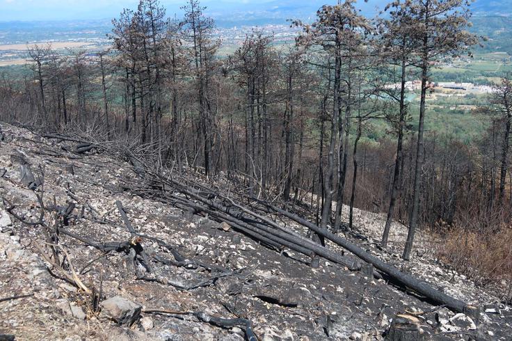 V poslanskih skupinah koalicije in opozicije so se v današnji obravnavi strinjali, da so predvidene rešitve pomembne tako za odpravljanje posledic požara na Krasu kot tudi v luči podnebnega segrevanja, zaradi česar se pojavljajo vse bolj ekstremne suše, posledično pa je mogoče pričakovati tudi katastrofalne požare, ki bi lahko v prihodnosti povzročali veliko materialno škodo ne samo na lesni masi v gozdovih, temveč tudi na infrastrukturnih objektih in stavbah. | Foto: STA ,